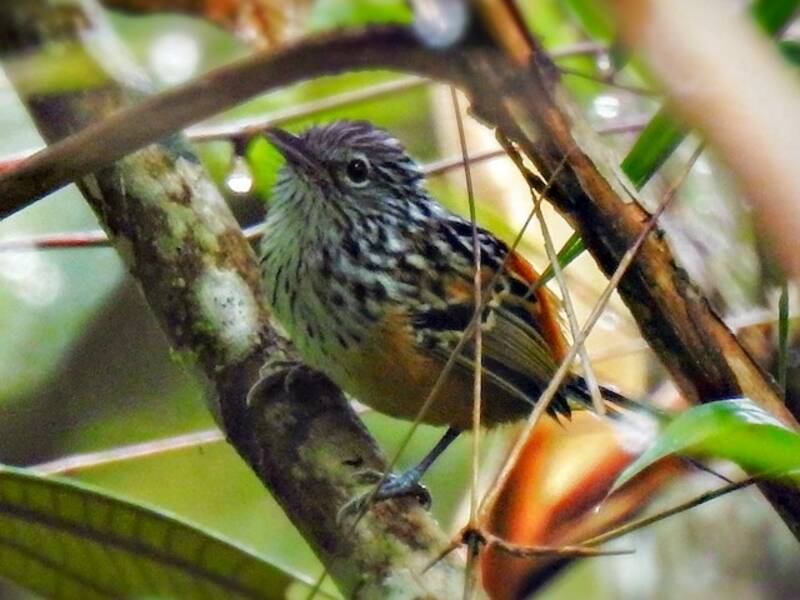 East Andean Antbird, 照片 3