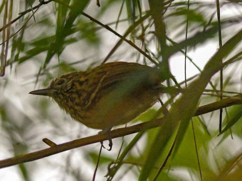 East Andean Antbird, 照片 4