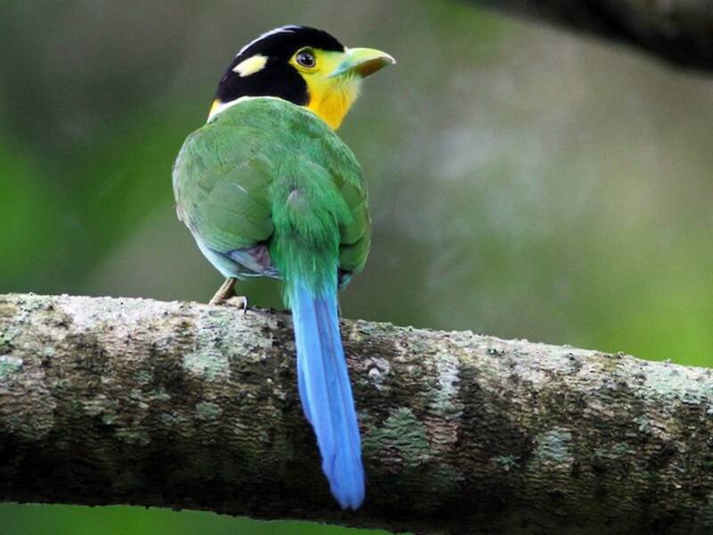 Long-tailed Broadbill, Photos 4