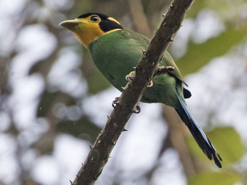 Long-tailed Broadbill