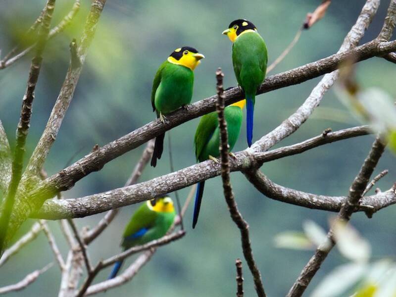 Long-tailed Broadbill, Photos 2