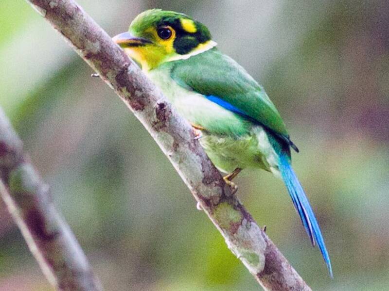 Long-tailed Broadbill, Photos 3