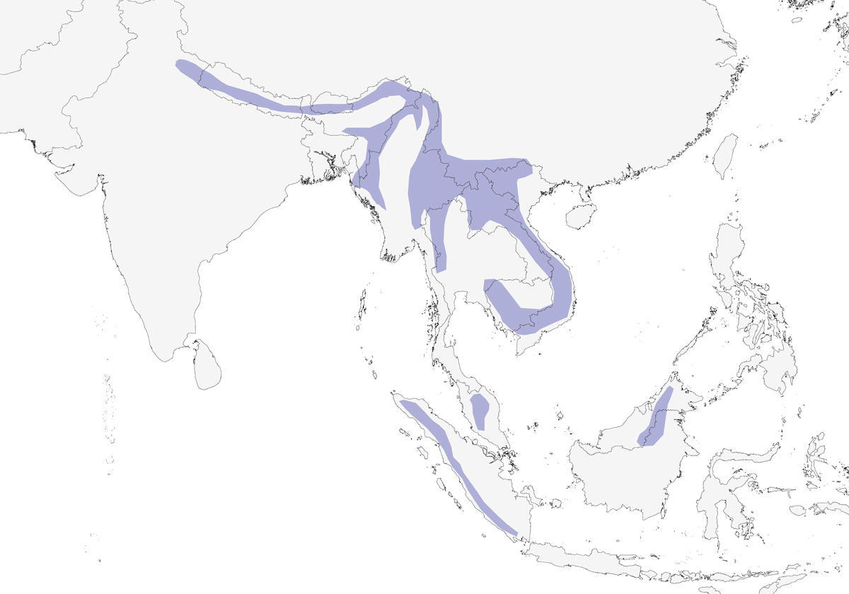 Long-tailed Broadbill, Distribution 1