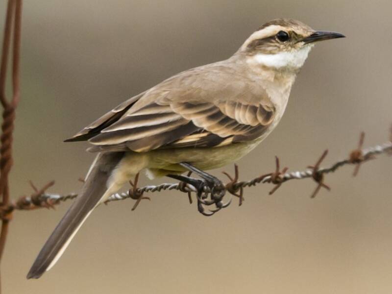 Long-tailed Cinclodes, 照片 3