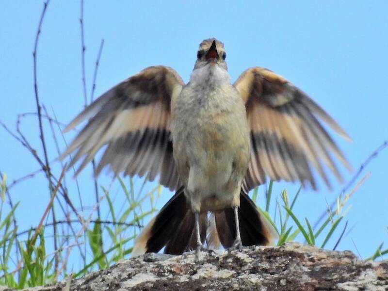 Long-tailed Cinclodes, 照片 2