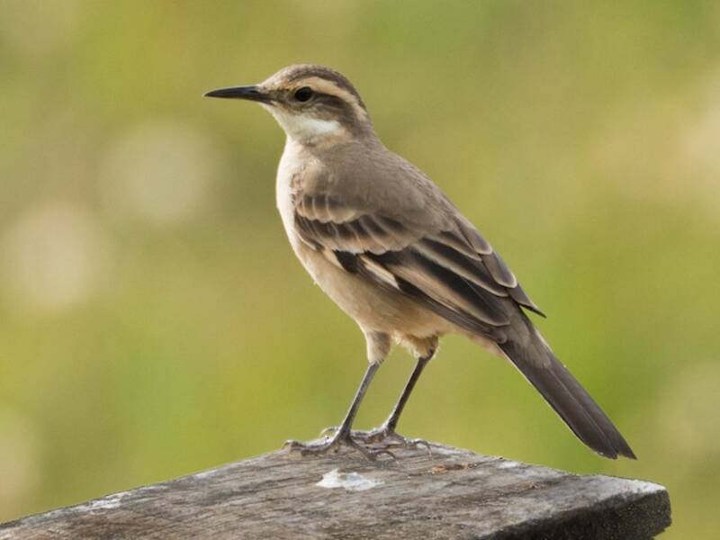 Long-tailed Cinclodes, 照片 4