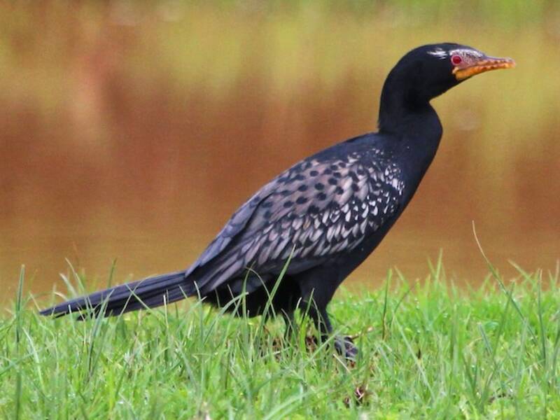 Riedkormoran