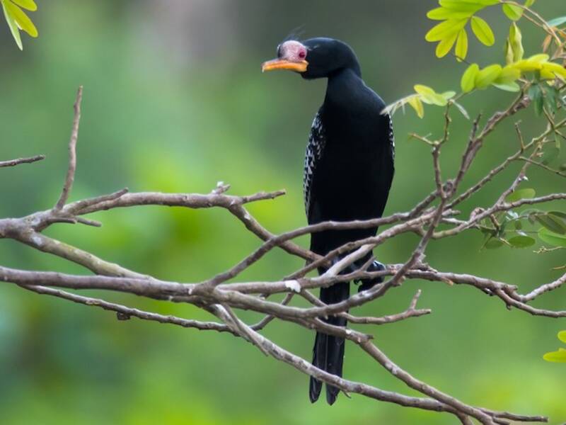 Riedkormoran, Fotos 2