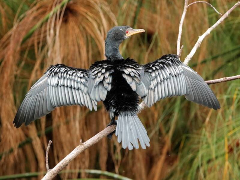 Riedkormoran, Fotos 3