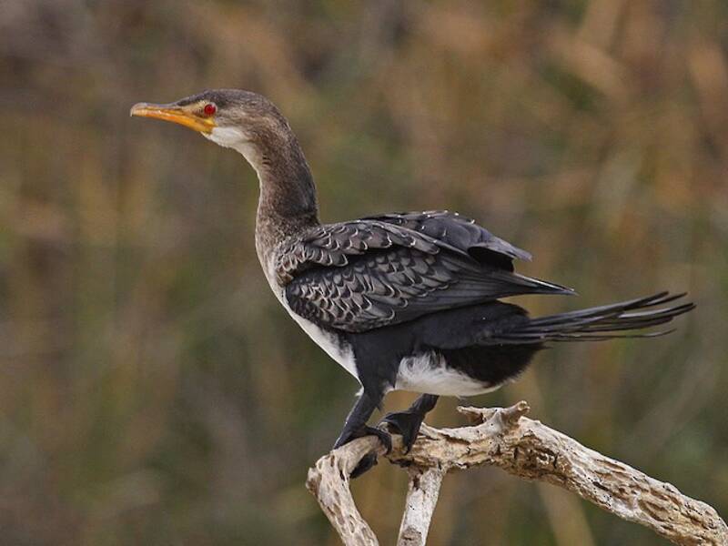 Riedkormoran, Fotos 4