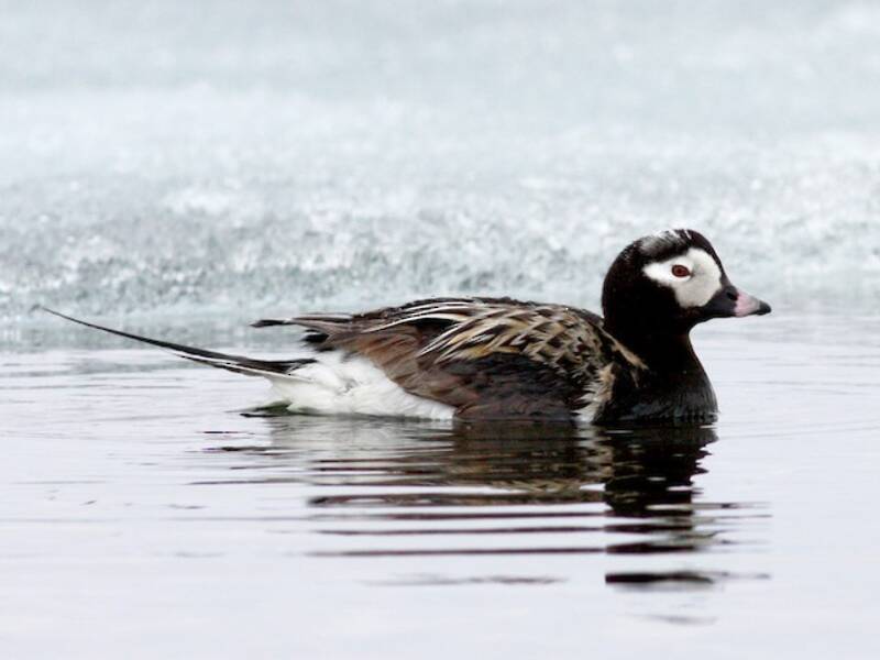 Long-tailed Duck, 照片 4