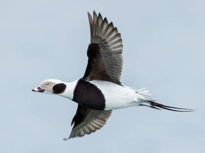 Long-tailed Duck, 照片 2