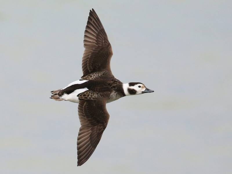 Long-tailed Duck, 照片 3
