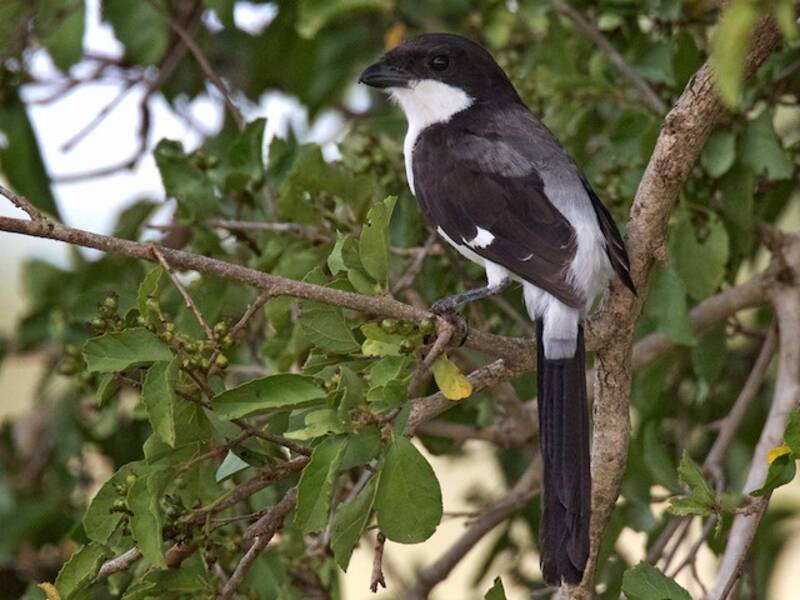 Long-tailed Fiscal, Photos 4