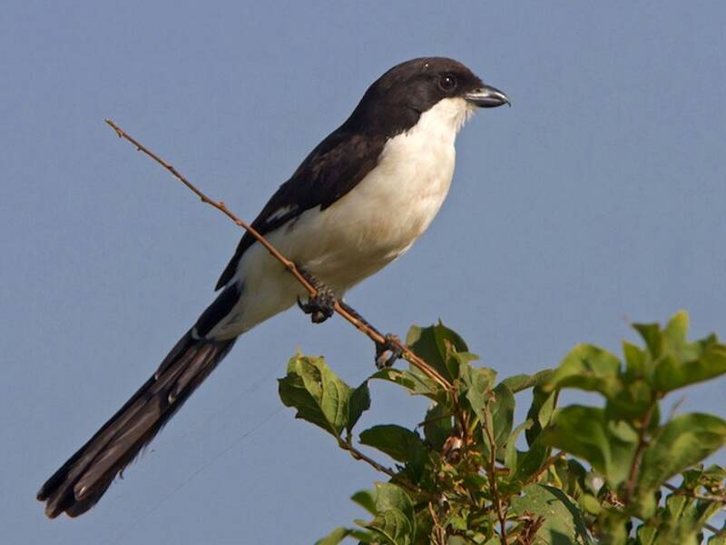 Long-tailed Fiscal, Photos 2