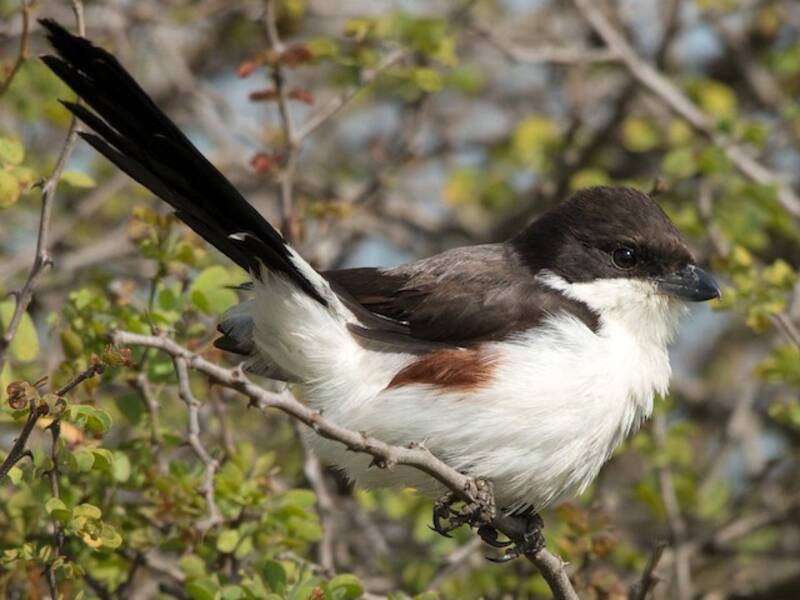 Long-tailed Fiscal, Photos 3