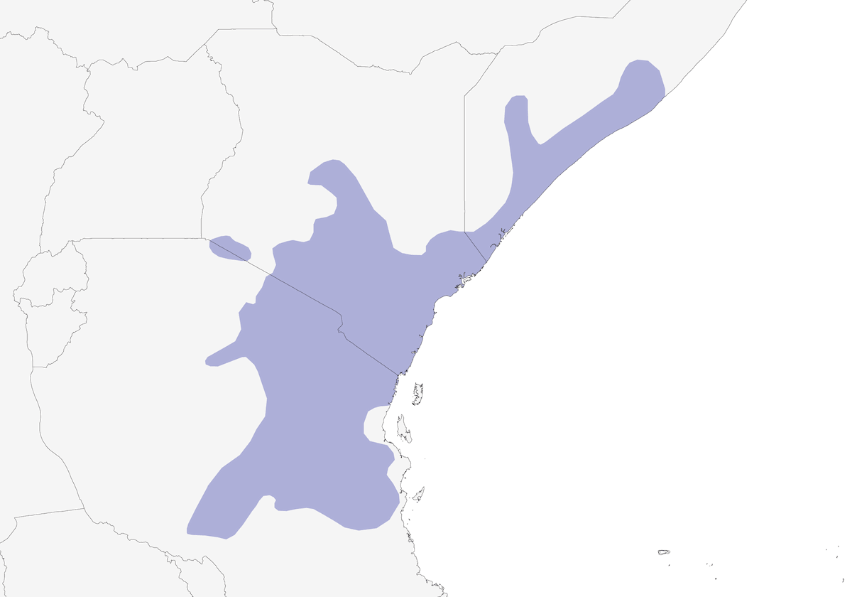 Long-tailed Fiscal, Distribution 1