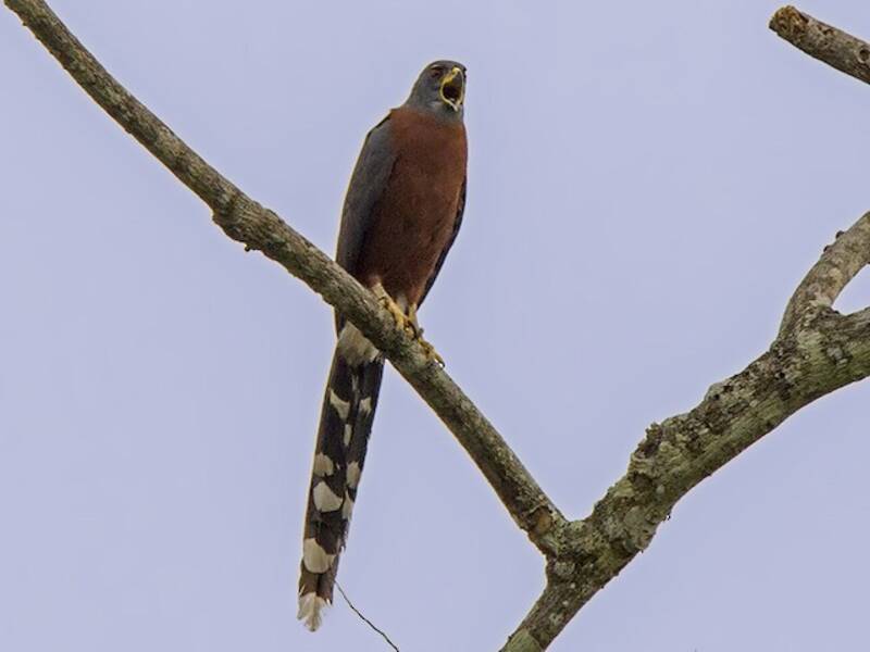 Long-tailed Hawk, Photos 3