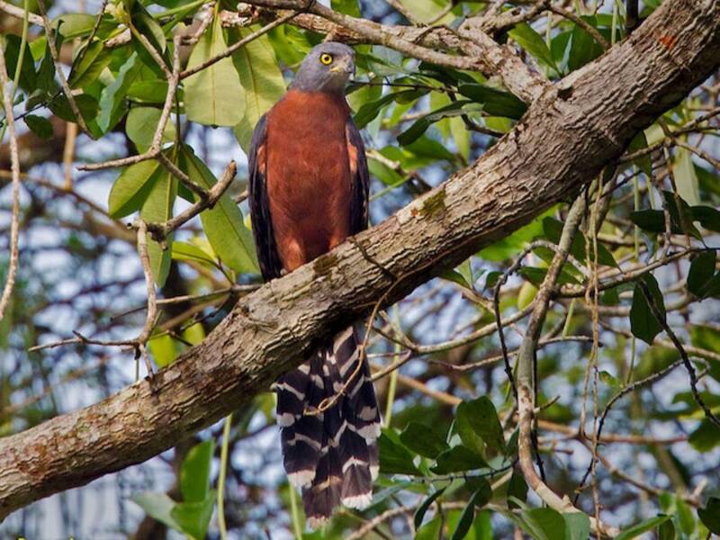 Long-tailed Hawk, Photos 2