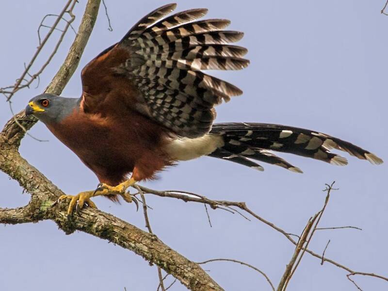 Long-tailed Hawk, Photos 4