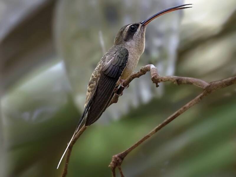 Colibrì eremita codalunga