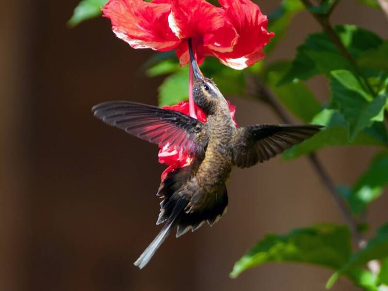 Colibrì eremita codalunga, Foto 2