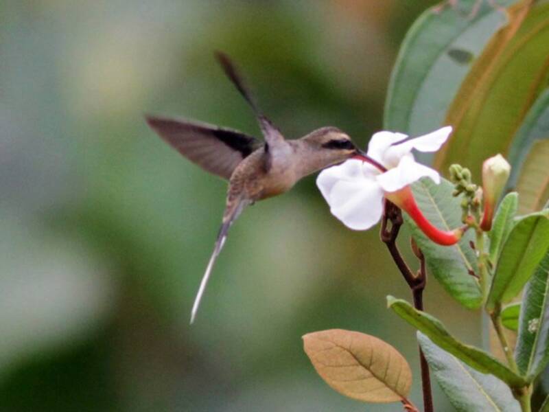 Colibrì eremita codalunga, Foto 3