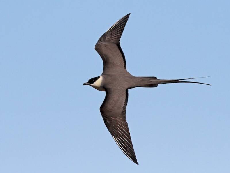Long-tailed Jaeger, Photos 2