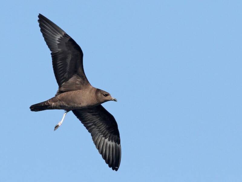 Long-tailed Jaeger, Photos 4