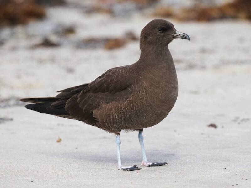 Long-tailed Jaeger, Photos 3