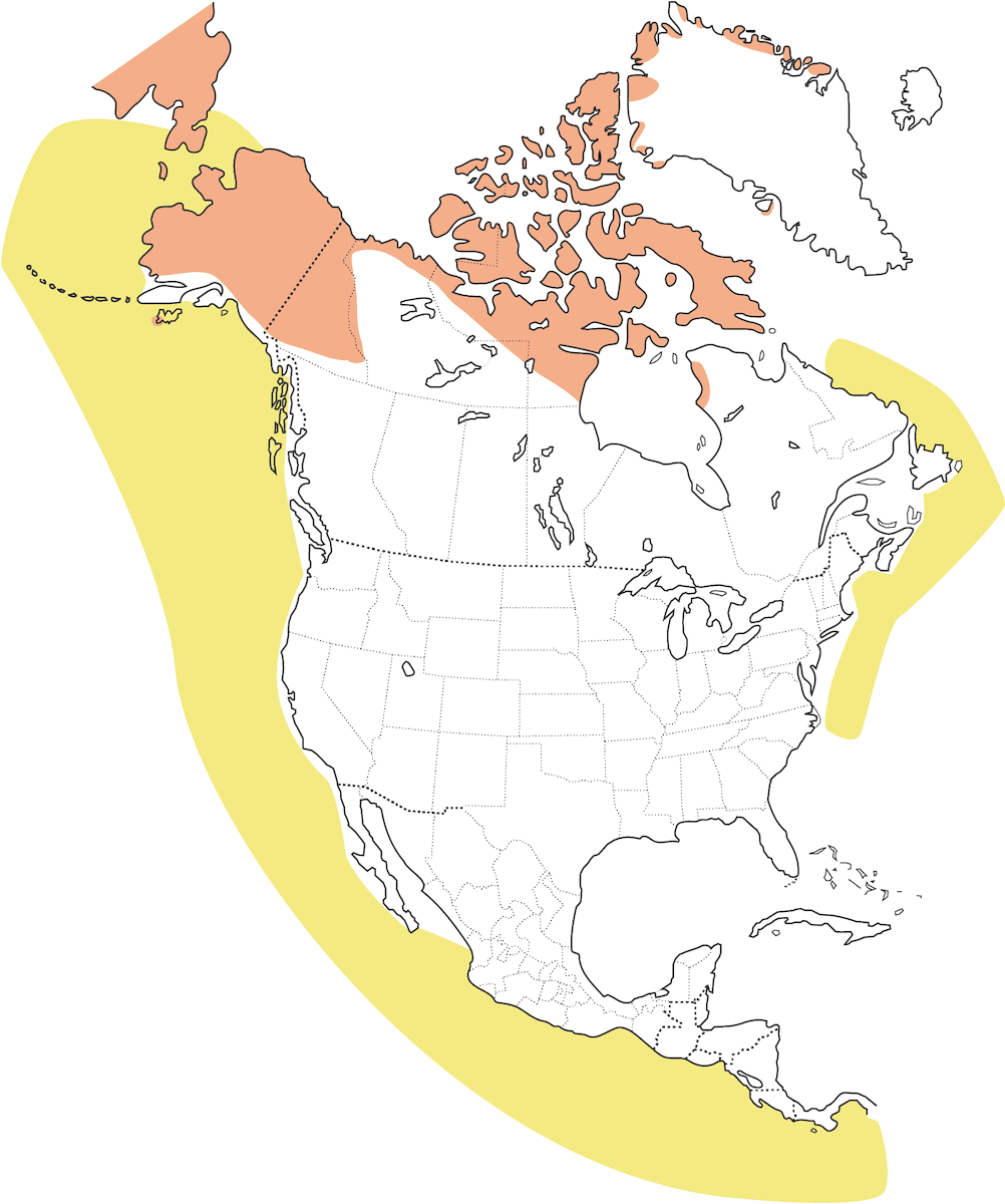 Long-tailed Jaeger, Distribution 1