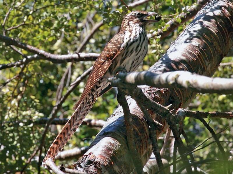 Long-tailed Koel (Urodynamis taitensis)