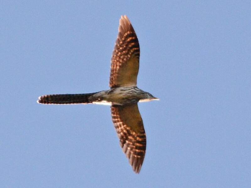 Koel Colilargo, Fotos 2