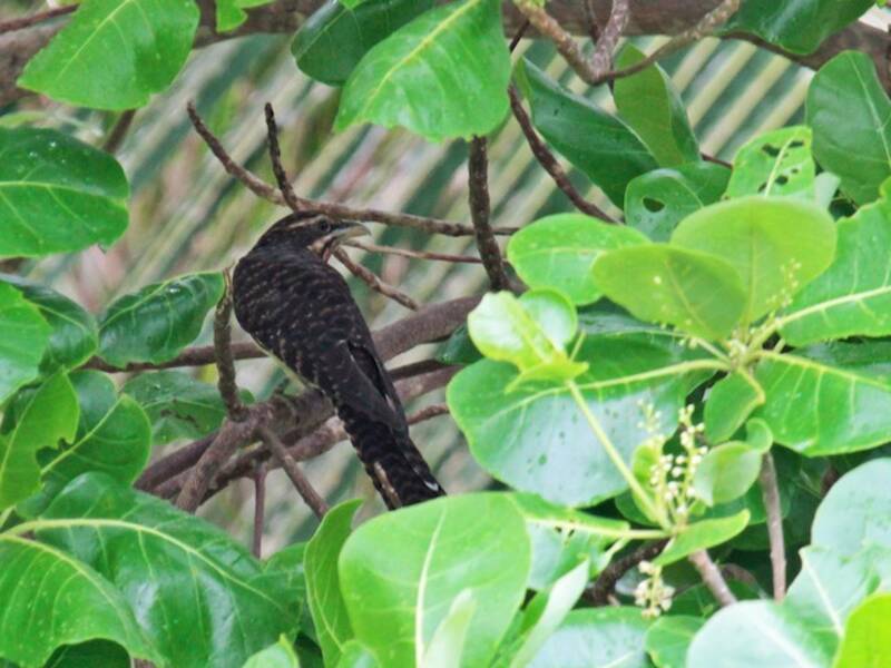 Koel Colilargo, Fotos 4