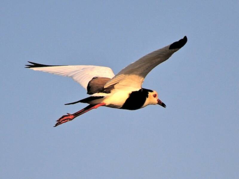 Long-toed Lapwing (Vanellus crassirostris)