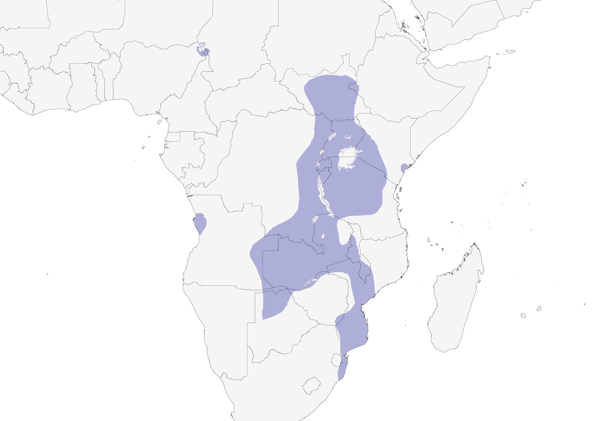 Pavoncella dalle dita lunghe, Distribuzione 1