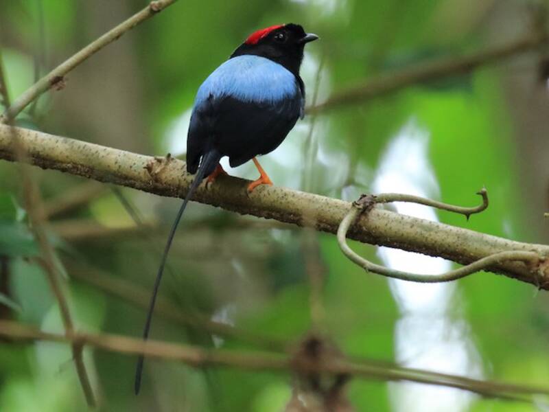 Long-tailed Manakin