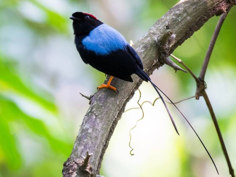 Long-tailed Manakin, 照片 4