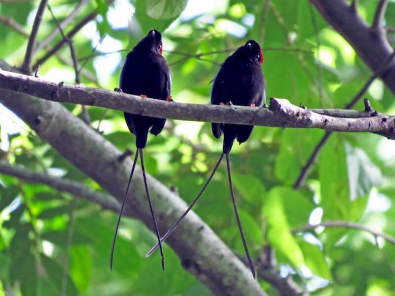 Long-tailed Manakin, 照片 3