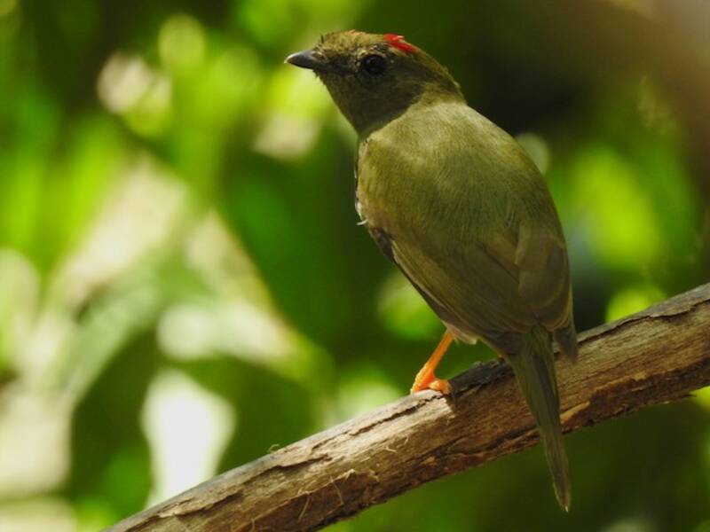 Long-tailed Manakin, 照片 2
