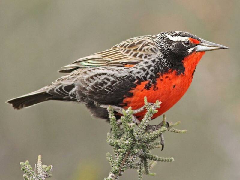 Long-tailed Meadowlark, Photos 4
