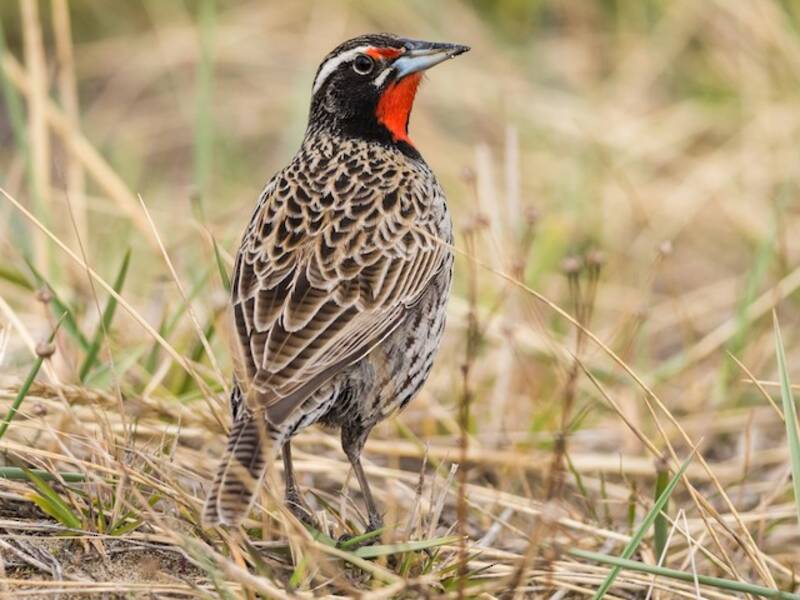 Long-tailed Meadowlark, Photos 2