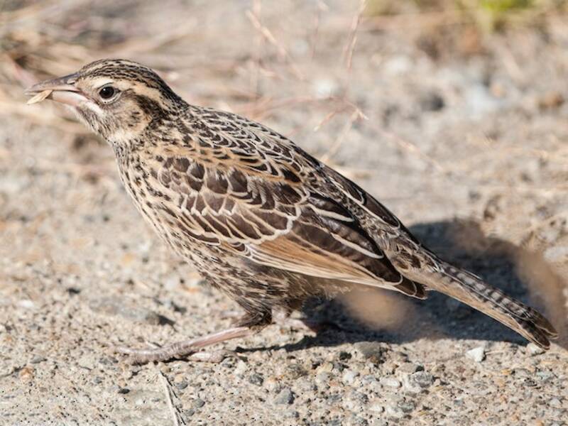Long-tailed Meadowlark