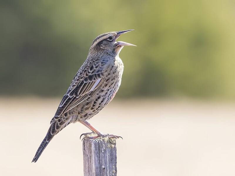Long-tailed Meadowlark, Photos 3