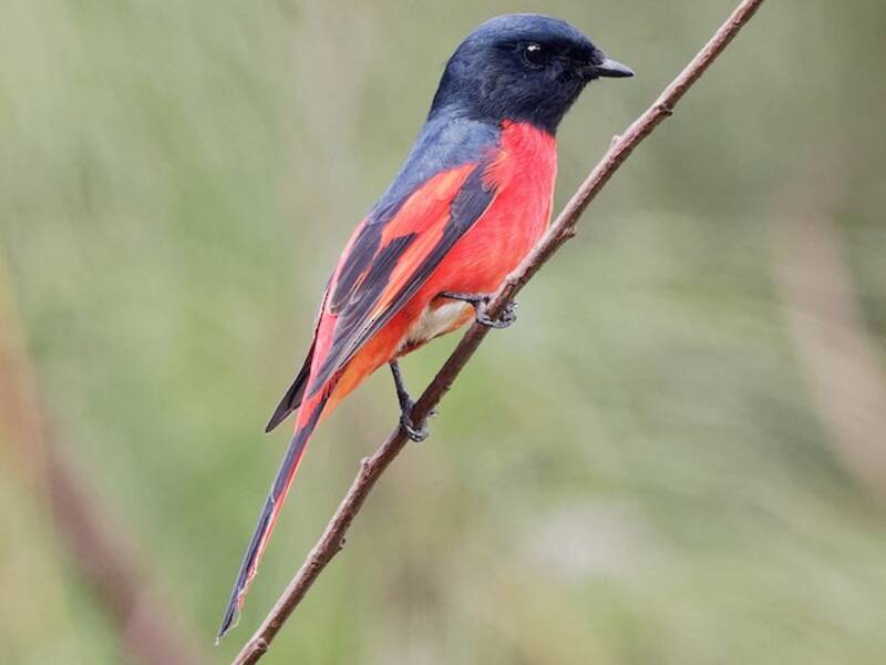 Minivet à longue queue