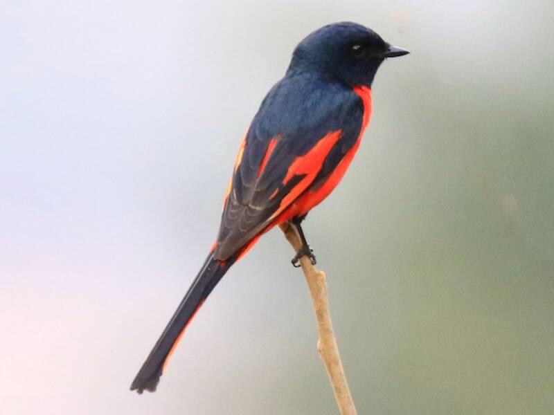 Long-tailed Minivet, 照片 3