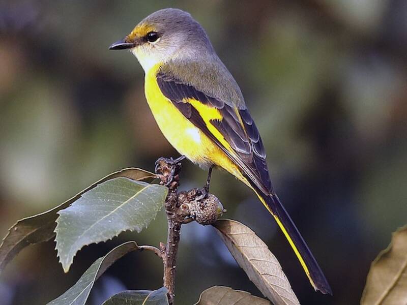 Long-tailed Minivet, 照片 4