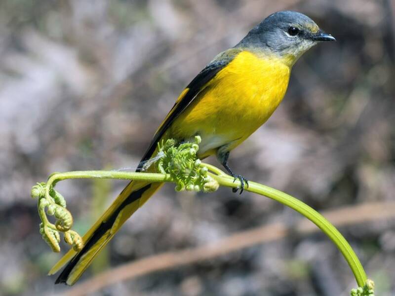 Long-tailed Minivet, 照片 2