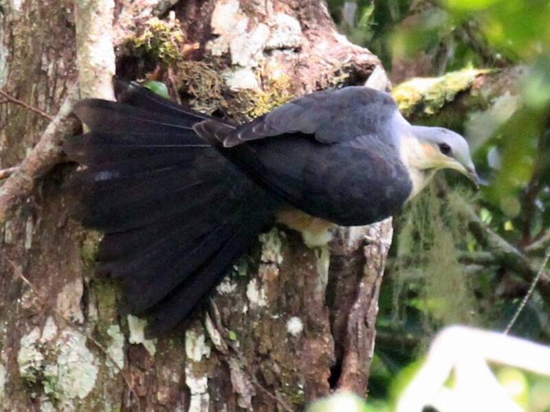 Buru Mountain-Pigeon, Photos 4
