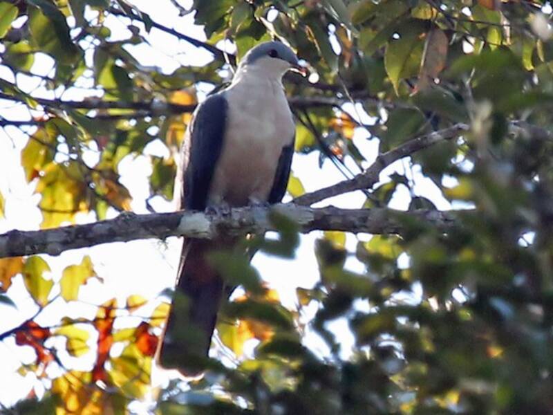 Buru Mountain-Pigeon, Photos 3
